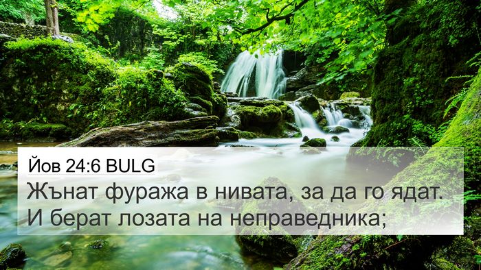 Йов 24:6 BULG 4K Wallpaper - Жънат фуража в нивата, за - 4K Wallpaper Bible Verse