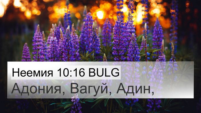Неемия 10:16 BULG 4K Wallpaper - Адония, Вагуй, - 4K Wallpaper Bible Verse