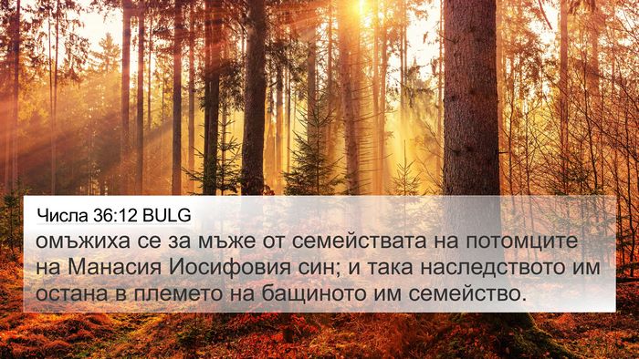 Числа 36:12 BULG 4K Wallpaper - омъжиха се за мъже от - 4K Wallpaper Bible Verse