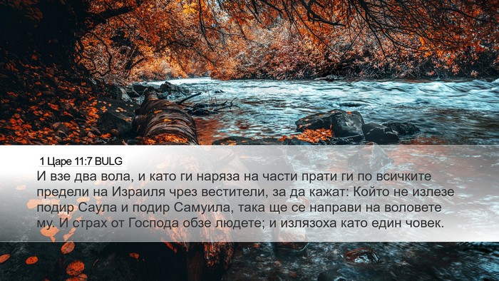 1 Царе 11:7 BULG Desktop Wallpaper - И взе два вола, и като ги - Desktop Bible Verse Wallpaper
