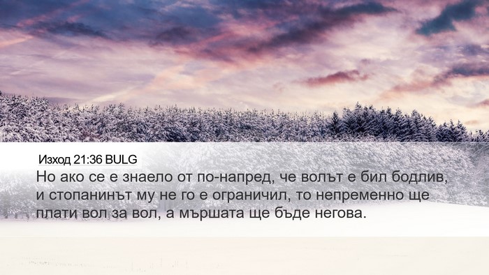 Изход 21:36 BULG Desktop Wallpaper - Но ако се е знаело от - Desktop Bible Verse Wallpaper
