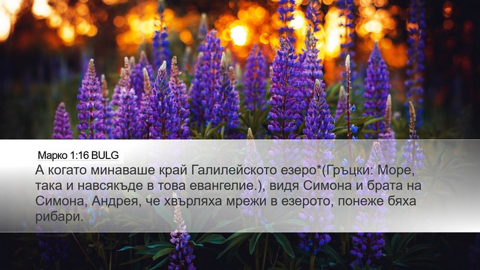 Марко 1:16 BULG Bible Verse Image