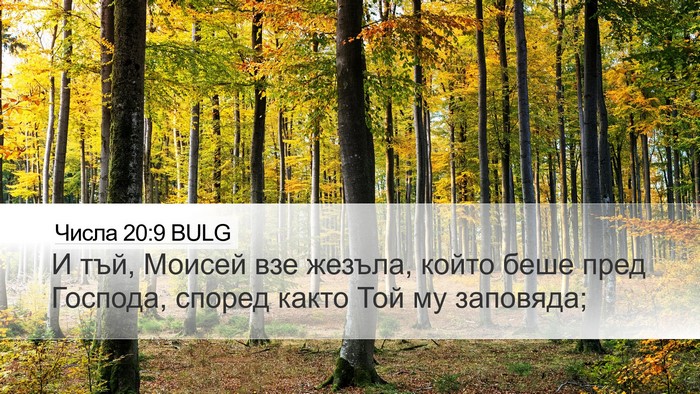 Числа 20:9 BULG Bible Verse Image