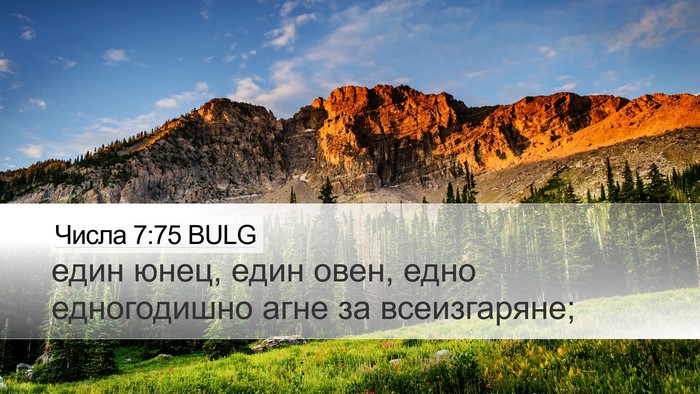 Числа 7:75 BULG Desktop Wallpaper - един юнец, един овен, едно - Desktop Bible Verse Wallpaper