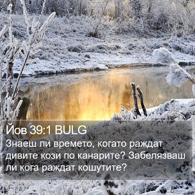 Йов 39:1 BULG Bible Verse Image