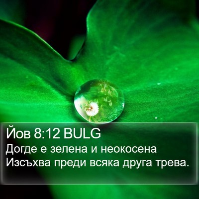 Йов 8:12 BULG Bible Verse Image