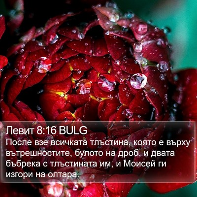Левит 8:16 BULG Bible Verse Image