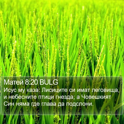 Матей 8:20 BULG Bible Verse Image