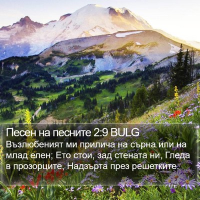 Песен на песните 2:9 BULG Bible Verse Image