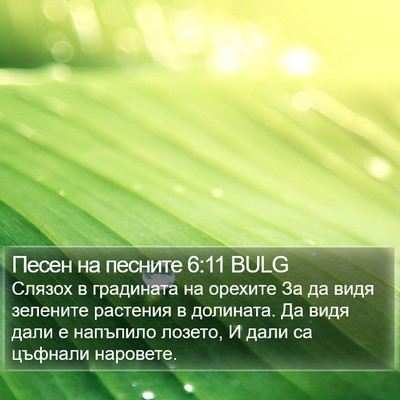 Песен на песните 6:11 BULG Bible Verse Image