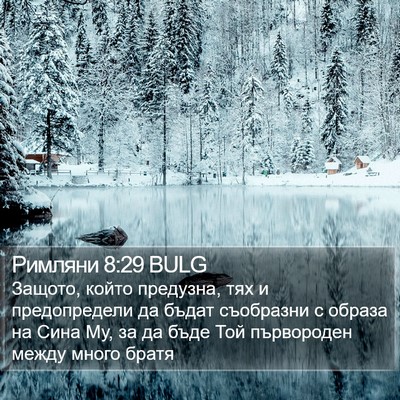 Римляни 8:29 BULG Bible Verse Image