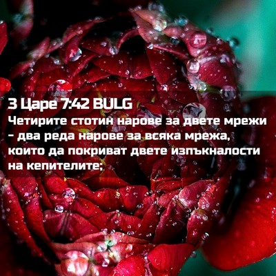 Picture 02 - 3 Царе 7:42 BULG - Четирите стотин нарове за - Bible Verse Picture