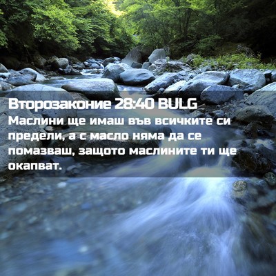 Picture 02 - Второзаконие 28:40 BULG - Маслини ще имаш във - Bible Verse Picture