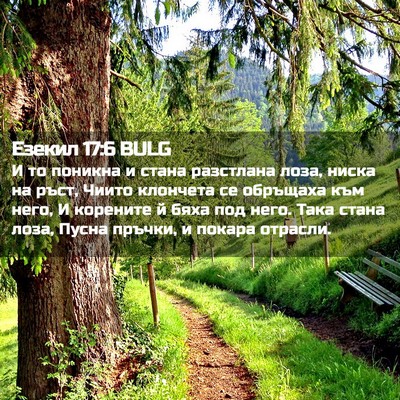 Picture 02 - Езекил 17:6 BULG - И то поникна и стана - Bible Verse Picture