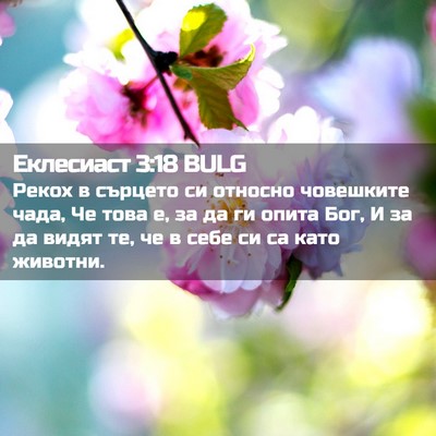 Picture 02 - Еклесиаст 3:18 BULG - Рекох в сърцето си относно - Bible Verse Picture