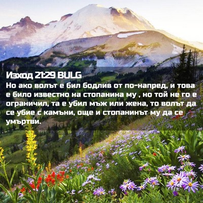Picture 02 - Изход 21:29 BULG - Но ако волът е бил бодлив - Bible Verse Picture