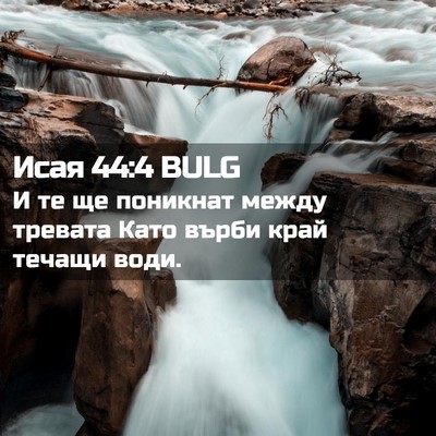 Picture 02 - Исая 44:4 BULG - И те ще поникнат между - Bible Verse Picture