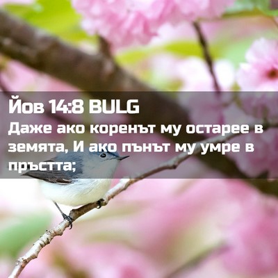 Picture 02 - Йов 14:8 BULG - Даже ако коренът му - Bible Verse Picture