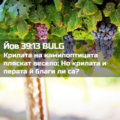 Picture 02 - Йов 39:13 BULG - Крилата на камилоптицата - Bible Verse Picture