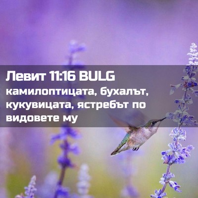 Picture 02 - Левит 11:16 BULG - камилоптицата, бухалът, - Bible Verse Picture