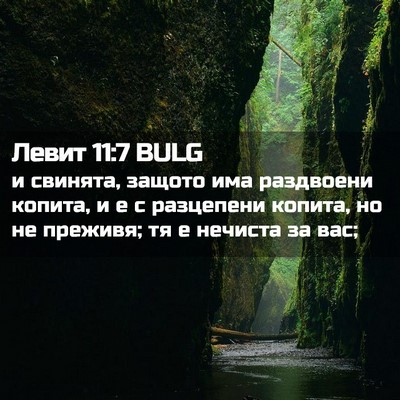 Picture 02 - Левит 11:7 BULG - и свинята, защото има - Bible Verse Picture
