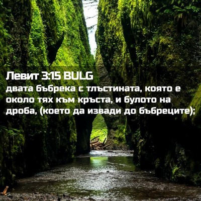 Picture 02 - Левит 3:15 BULG - двата бъбрека с - Bible Verse Picture