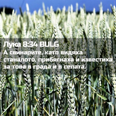 Picture 02 - Лука 8:34 BULG - А свинарите, като видяха - Bible Verse Picture