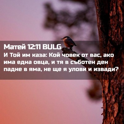 Picture 02 - Матей 12:11 BULG - И Той им каза: Кой човек от - Bible Verse Picture