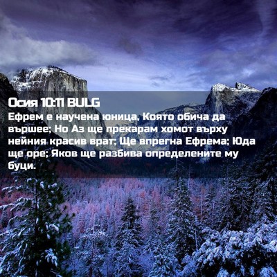 Picture 02 - Осия 10:11 BULG - Ефрем е научена юница, - Bible Verse Picture