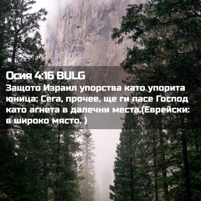 Picture 02 - Осия 4:16 BULG - Защото Израил упорства - Bible Verse Picture