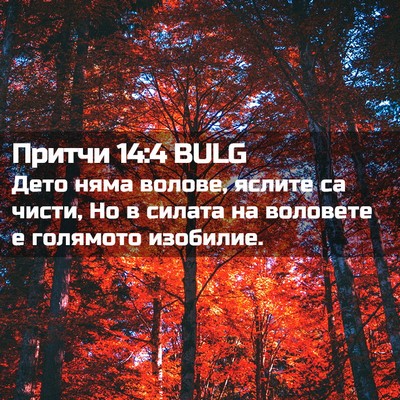 Picture 02 - Притчи 14:4 BULG - Дето няма волове, яслите са - Bible Verse Picture