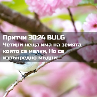 Picture 02 - Притчи 30:24 BULG - Четири неща има на земята, - Bible Verse Picture