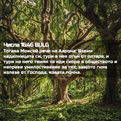 Picture 02 - Числа 16:46 BULG - Тогава Моисей рече на - Bible Verse Picture