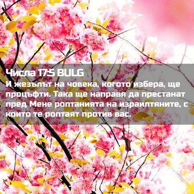 Picture 02 - Числа 17:5 BULG - И жезълът на човека, когото - Bible Verse Picture