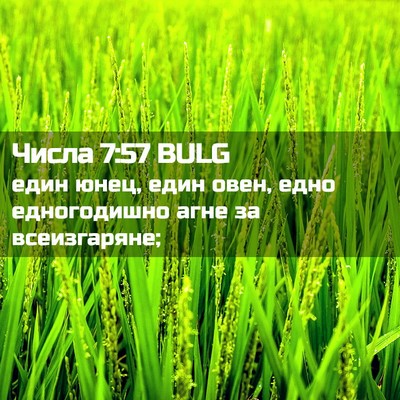 Picture 02 - Числа 7:57 BULG - един юнец, един овен, едно - Bible Verse Picture