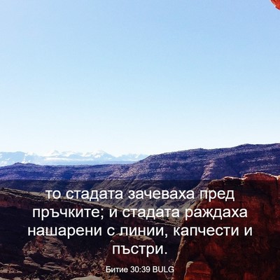 Picture 03 - Битие 30:39 BULG - то стадата зачеваха пред - Bible Verse Picture