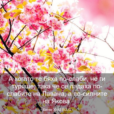 Picture 03 - Битие 30:42 BULG - А когато те бяха по-слаби, - Bible Verse Picture