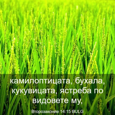 Picture 03 - Второзаконие 14:15 BULG - камилоптицата, бухала, - Bible Verse Picture