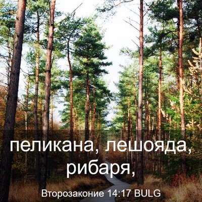 Picture 03 - Второзаконие 14:17 BULG - пеликана, лешояда, - Bible Verse Picture