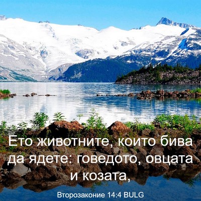 Picture 03 - Второзаконие 14:4 BULG - Ето животните, които бива - Bible Verse Picture