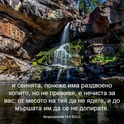 Picture 03 - Второзаконие 14:8 BULG - и свинята, понеже има - Bible Verse Picture