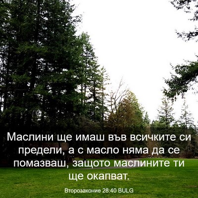 Picture 03 - Второзаконие 28:40 BULG - Маслини ще имаш във - Bible Verse Picture