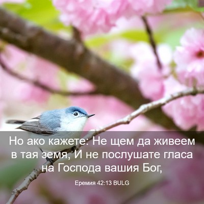 Picture 03 - Еремия 42:13 BULG - Но ако кажете: Не щем да - Bible Verse Picture