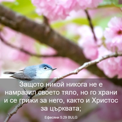 Picture 03 - Ефесяни 5:29 BULG - Защото никой никога не е - Bible Verse Picture