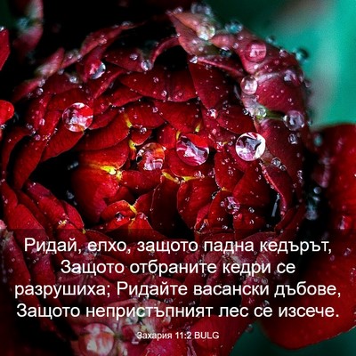 Picture 03 - Захария 11:2 BULG - Ридай, елхо, защото падна - Bible Verse Picture