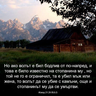 Picture 03 - Изход 21:29 BULG - Но ако волът е бил бодлив - Bible Verse Picture
