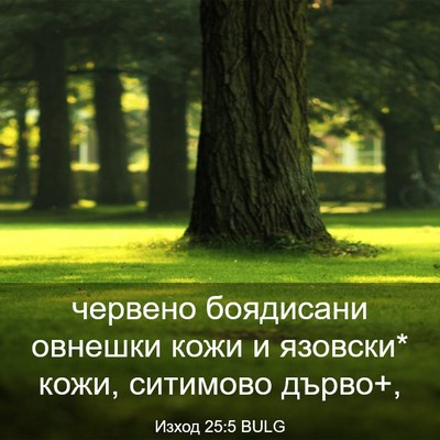 Picture 03 - Изход 25:5 BULG - червено боядисани овнешки - Bible Verse Picture
