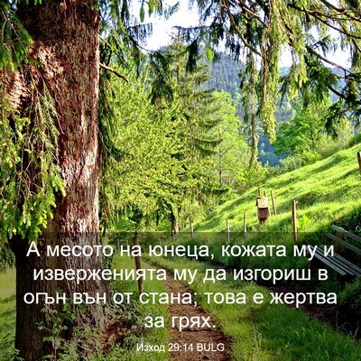 Picture 03 - Изход 29:14 BULG - А месото на юнеца, кожата - Bible Verse Picture