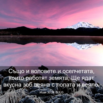 Picture 03 - Исая 30:24 BULG - Също и воловете и - Bible Verse Picture
