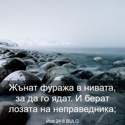 Picture 03 - Йов 24:6 BULG - Жънат фуража в нивата, за - Bible Verse Picture